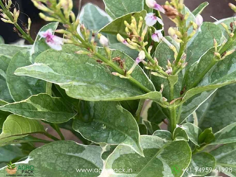 Pseuderanthemum-Carruthersii-Variegated6