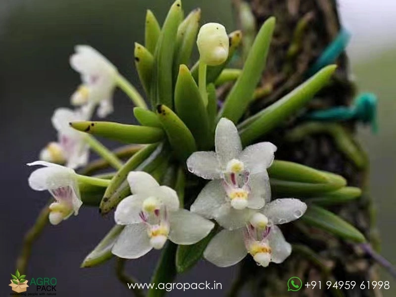Pteroceras-semiteretifolium-Orchid1