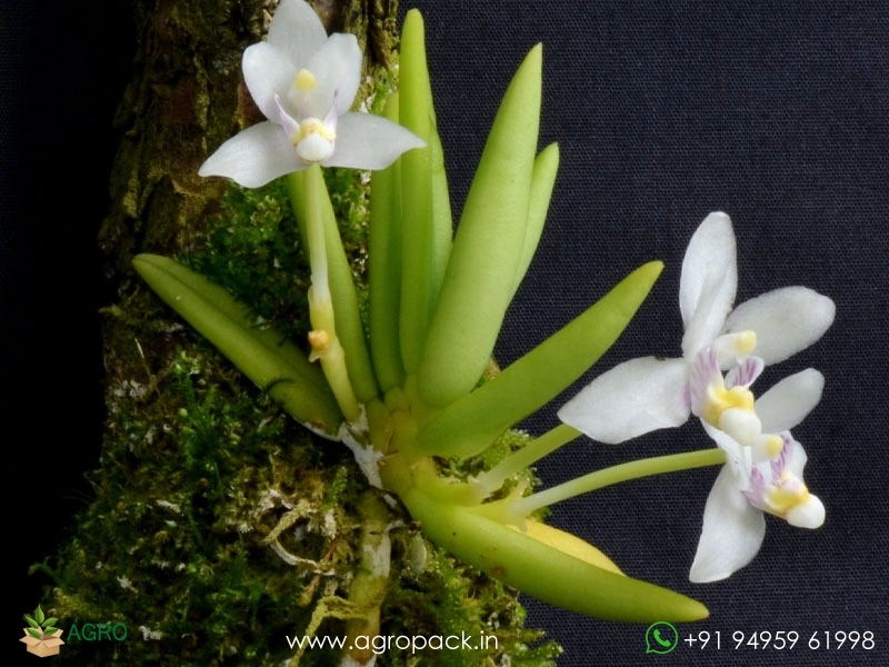 Pteroceras-semiteretifolium-Orchid2