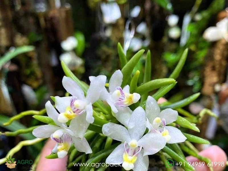 Pteroceras-semiteretifolium-Orchid3