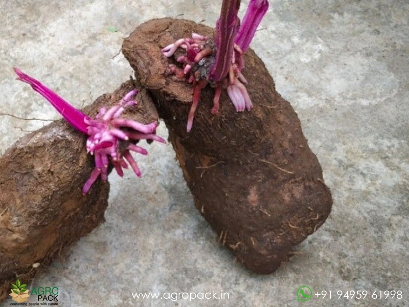 Purple-Water-yam3