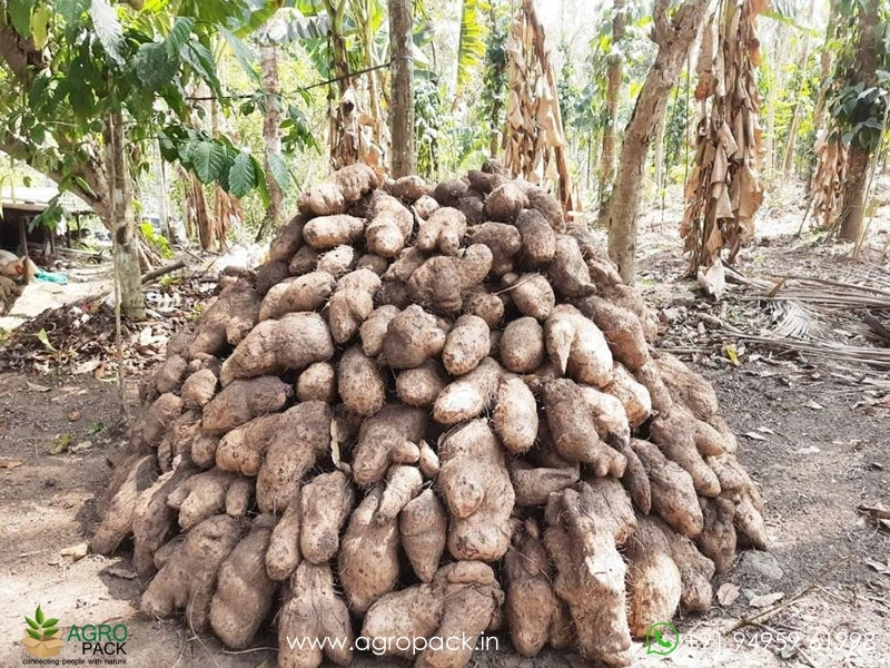 Purple-Water-yam4