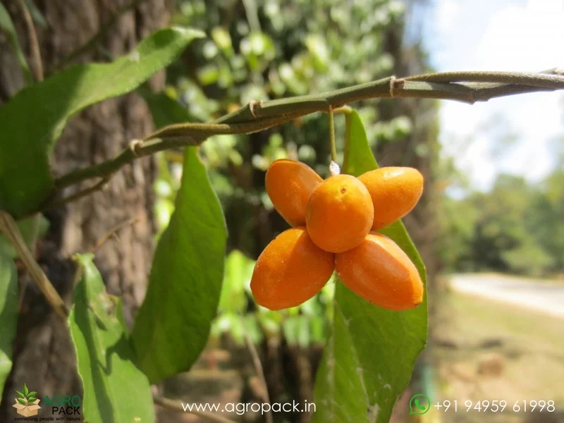 Pyrenacantha-volubilis1