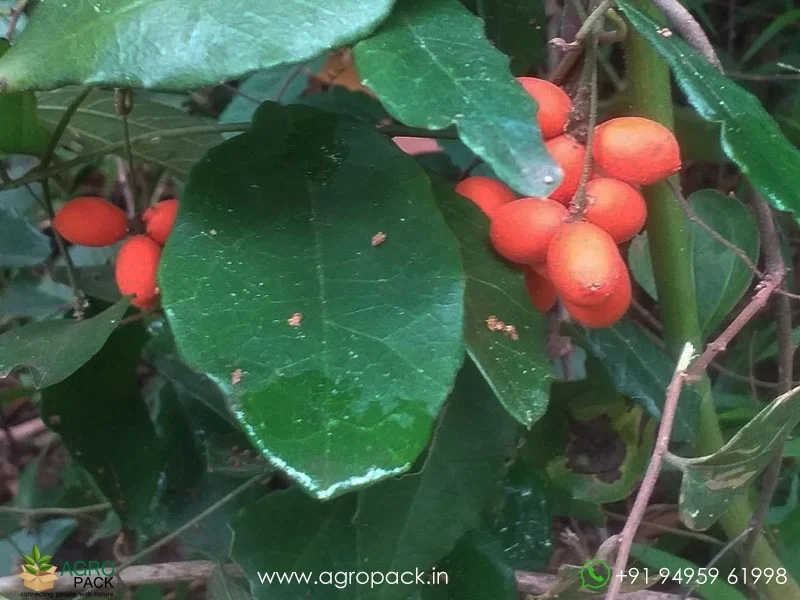 Pyrenacantha-volubilis2