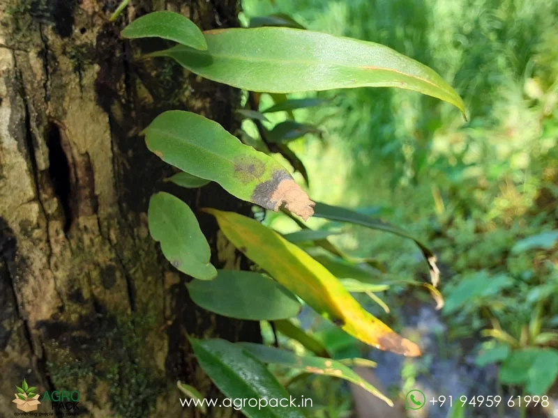 Pyrrosia-lanceolata-Lanceleaf-Tongue-Fern1