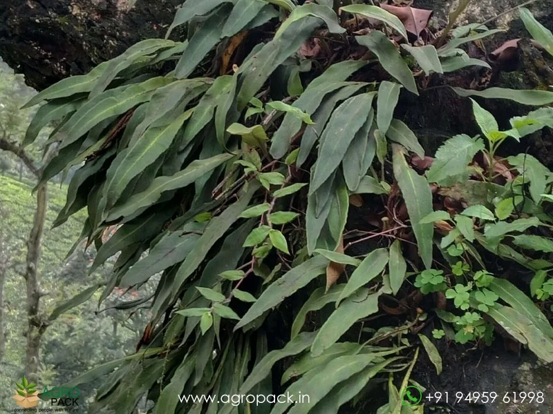 Pyrrosia-lanceolata-Lanceleaf-Tongue-Fern2