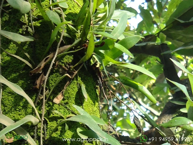 Pyrrosia-lanceolata-Lanceleaf-Tongue-Fern4