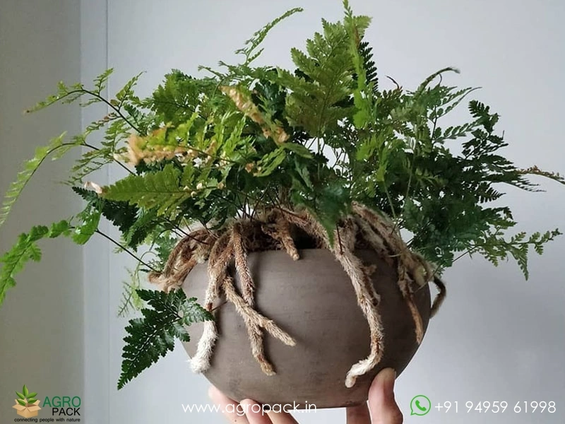 Rabbits-Foot-Fern3