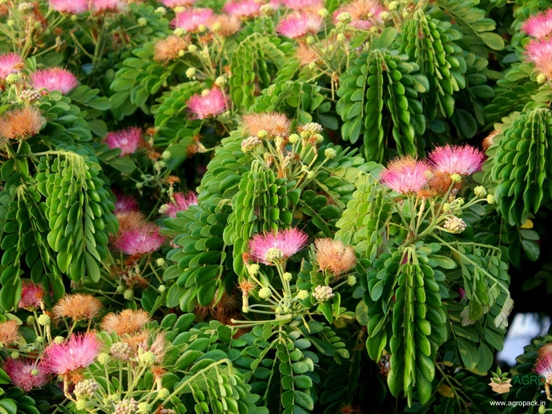 Rain-Tree1