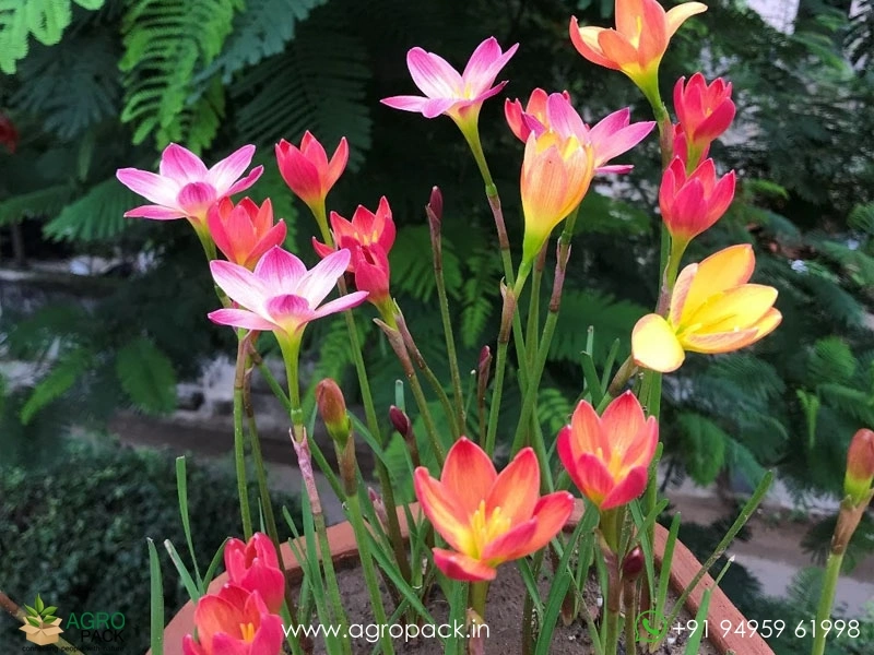 Rain-lily-Zephyrlily1