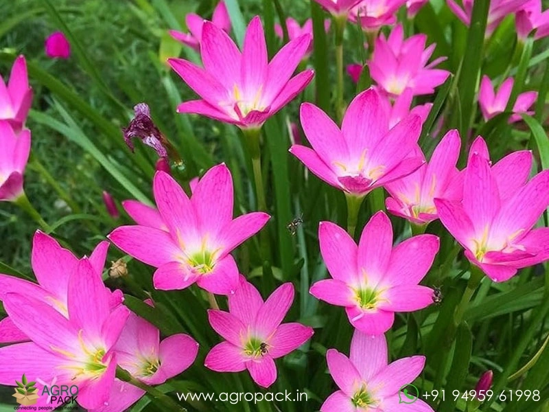 Rain-lily-Zephyrlily3