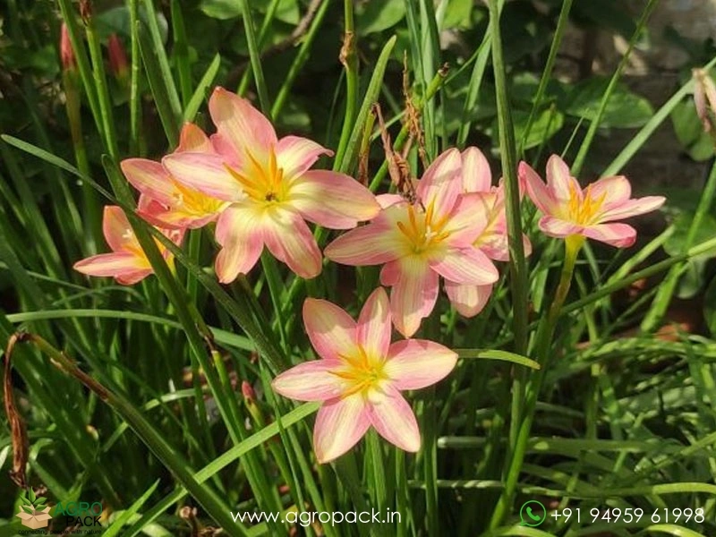 Rain-lily-Zephyrlily6