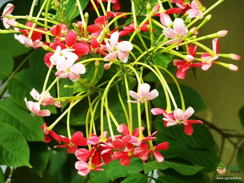 Rangoon-Creeper2