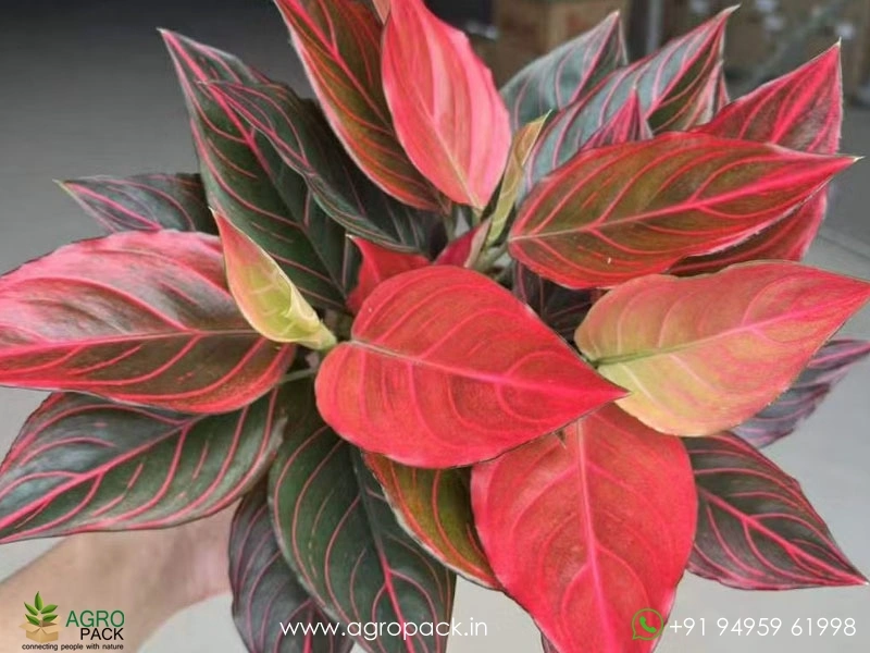 Rare-Red-Vein-Aglaonema3