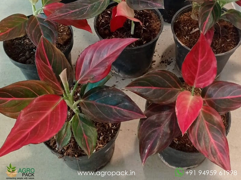 Rare-Red-Vein-Aglaonema5