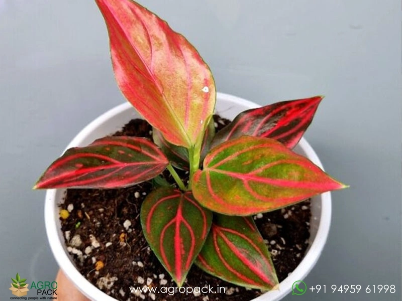 Rare-Red-Vein-Aglaonema6