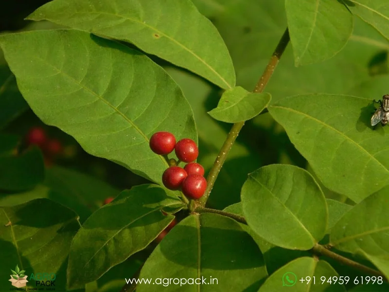 Rauwolfia-tetraphylla1