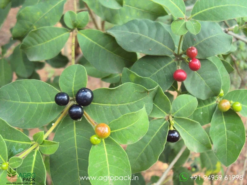 Rauwolfia-tetraphylla2