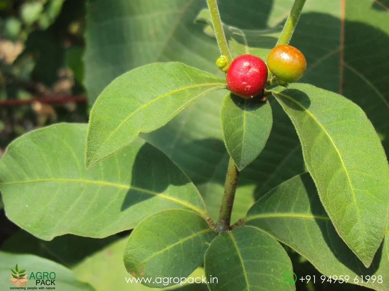 Rauwolfia-tetraphylla3