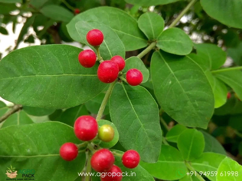 Rauwolfia-tetraphylla4
