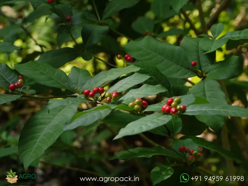 Rauwolfia-tetraphylla5