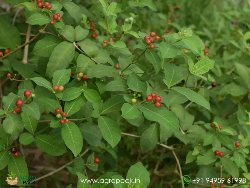 Rauwolfia-tetraphylla6