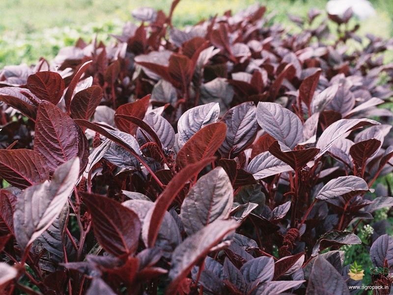 Red-Amaranth1