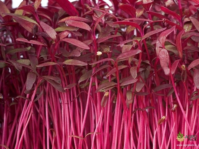 Red-Amaranth2