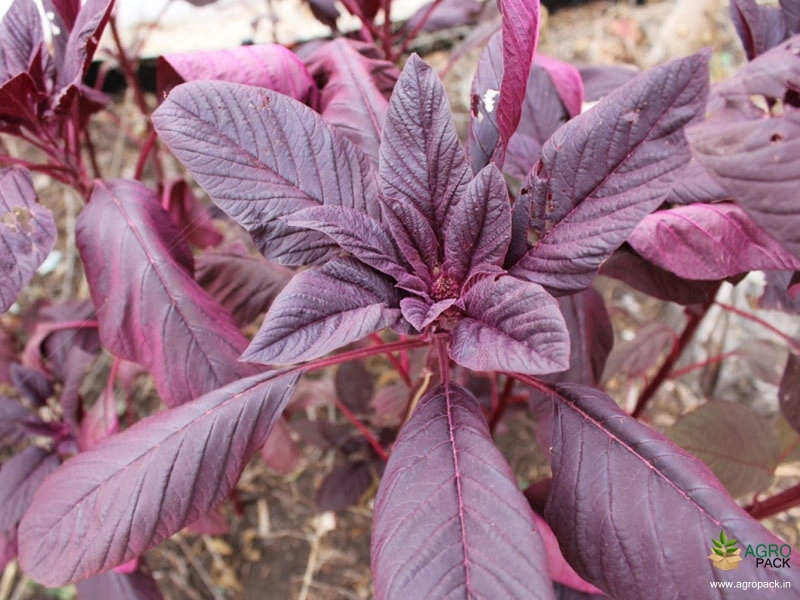 Red-Amaranth3