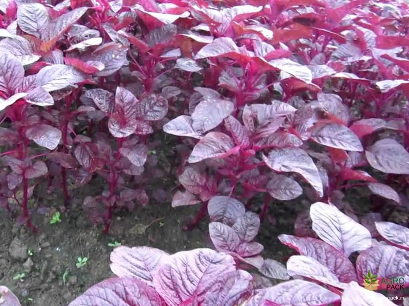 Red-Amaranth4