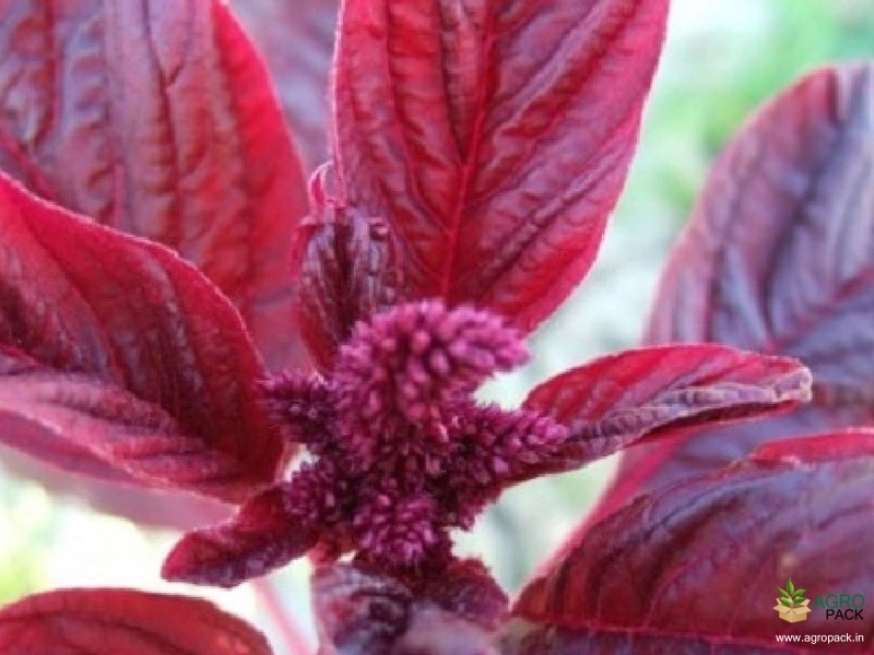 Red-Amaranth5