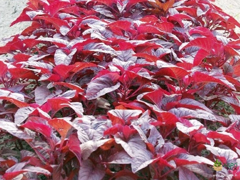 Red-Amaranth6