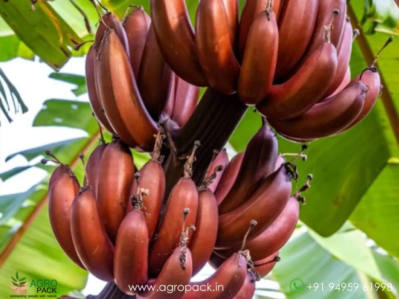 Red-Banana2