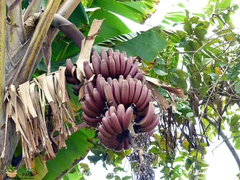 Red-Banana3