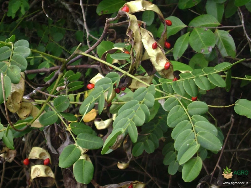 Red-Bead-Tree1