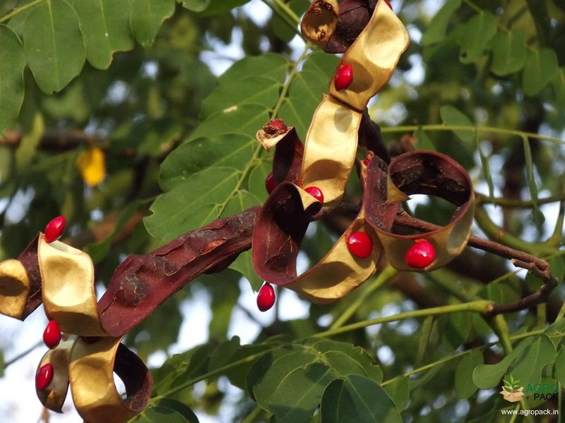 Red-Bead-Tree3