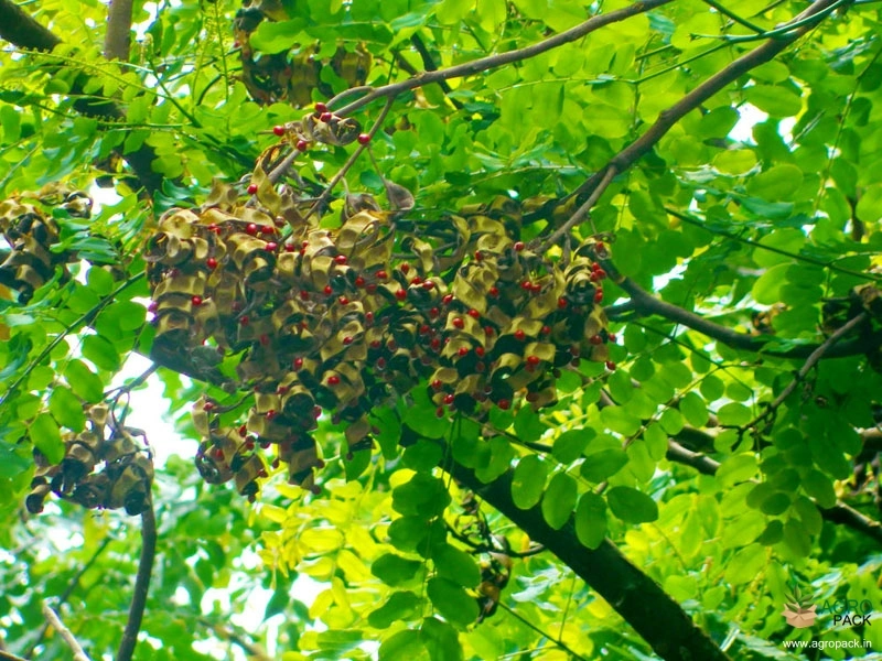 Red-Bead-Tree4