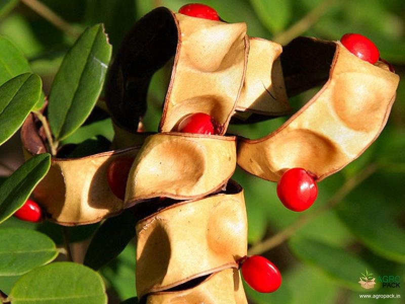 Red-Bead-Tree6