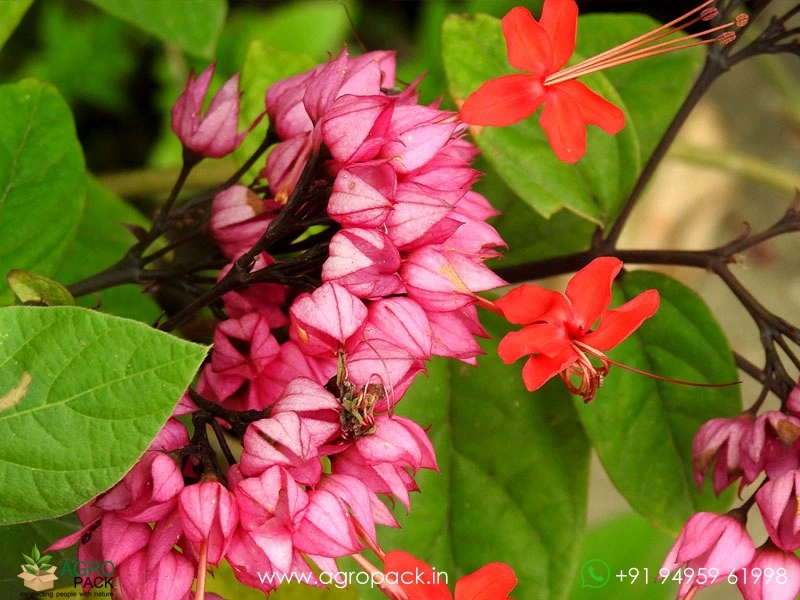 Red-Bleeding-Heart-Vine2