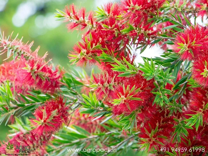 Red-Bottlebrush5