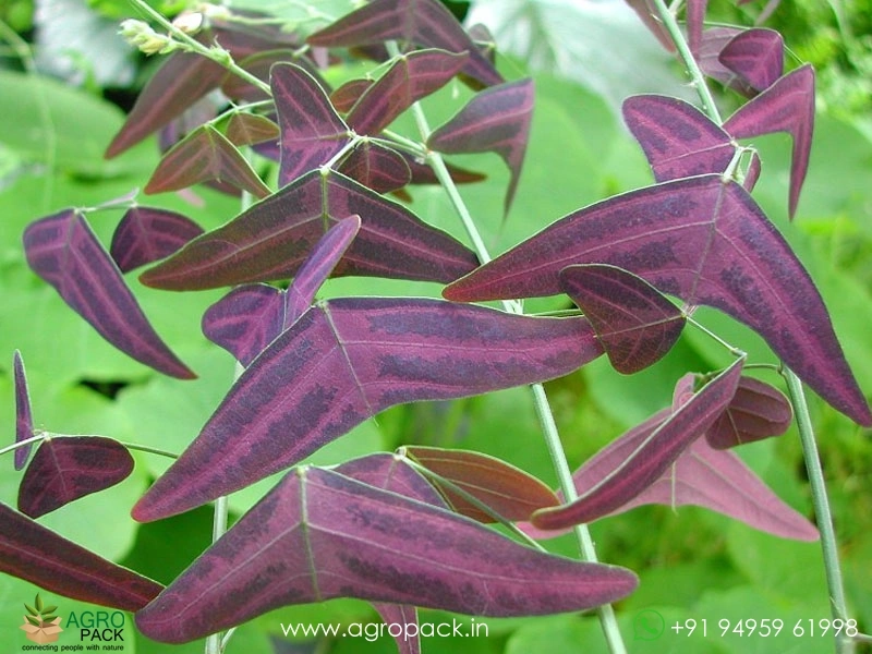 Red-Butterfly-Wing1