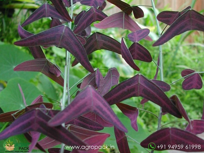 Red-Butterfly-Wing2