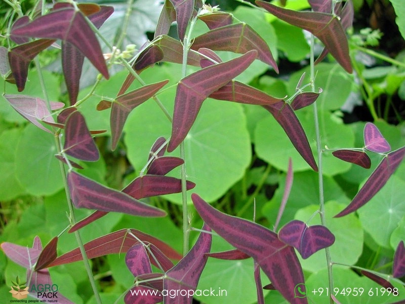 Red-Butterfly-Wing3