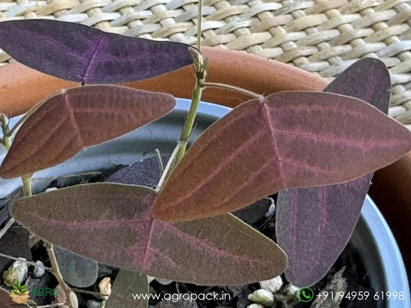 Red-Butterfly-Wing5