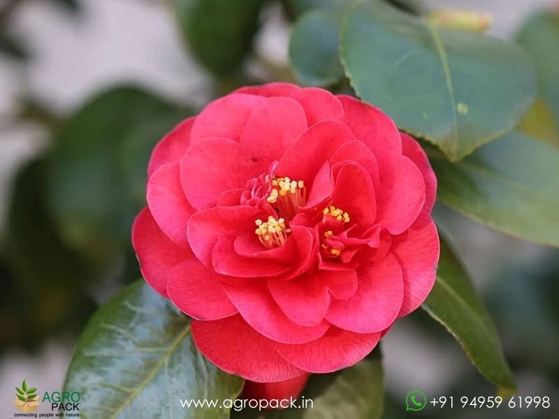 Red-Camellia1