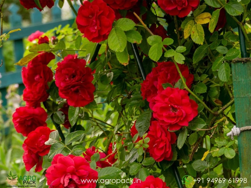Red-Climbing-Rose3