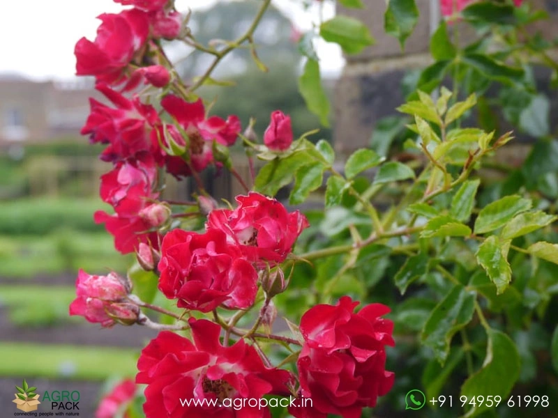 Red-Climbing-Rose4