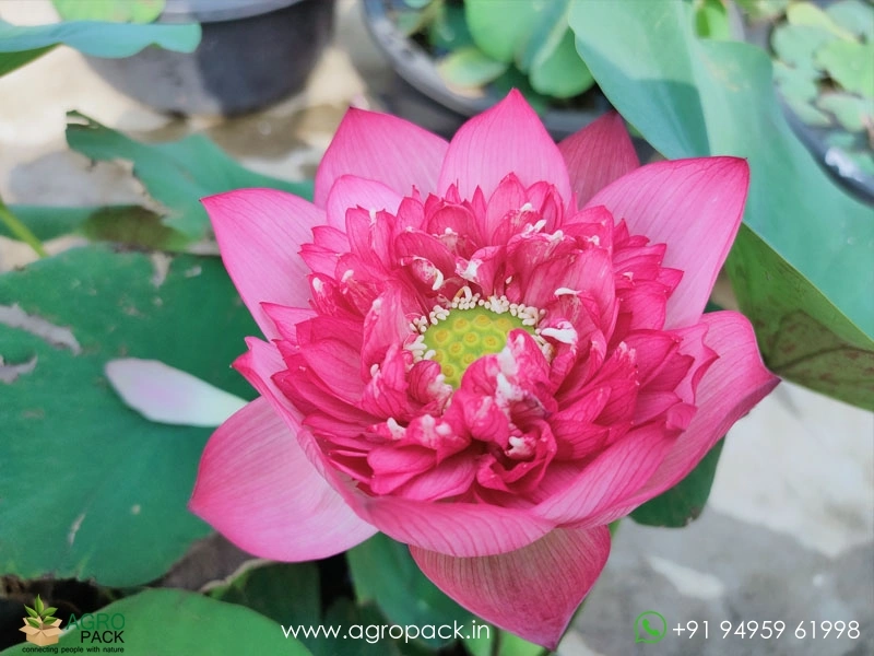 Red-Diamond-Tropical-Lotus2