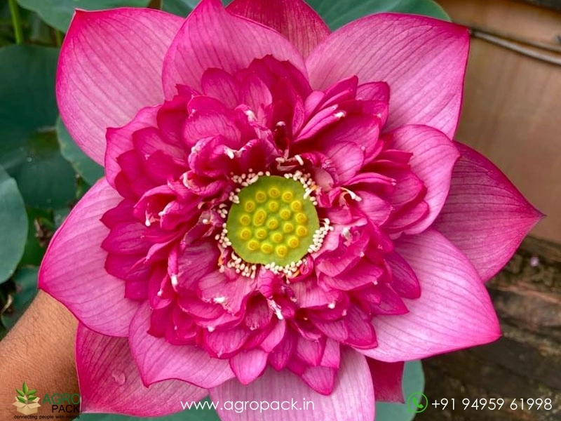 Red-Diamond-Tropical-Lotus3