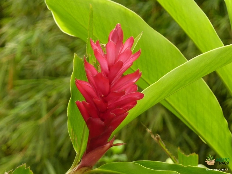 Red-Ginger1